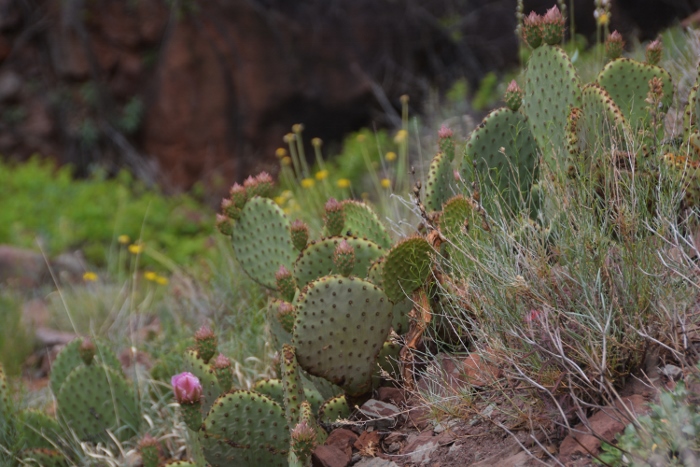 The Watchman Trail 